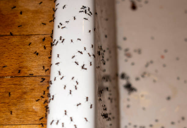 Best Best Pest Control Companies  in East Rockaway, NY