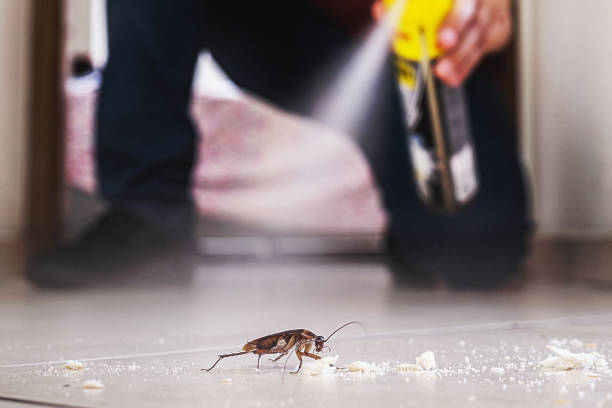 Best Flea Control Services  in East Rockaway, NY